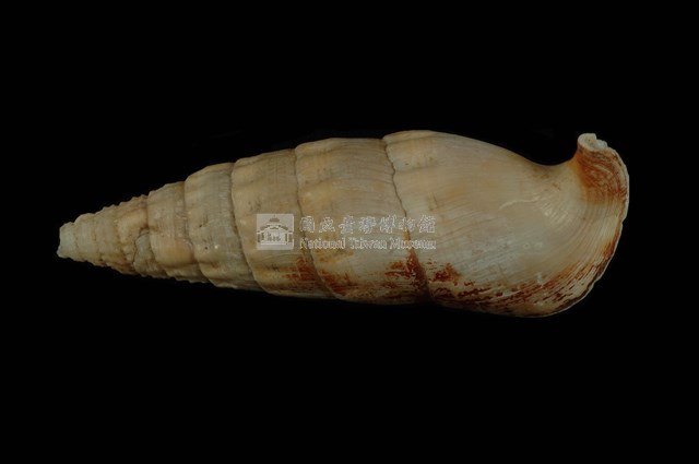 竹筍蟹守螺藏品圖，第1張