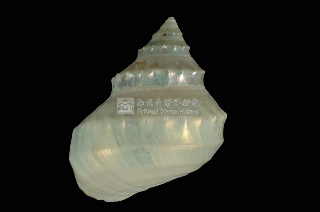 玉珠銀鐘螺藏品圖，第1張
