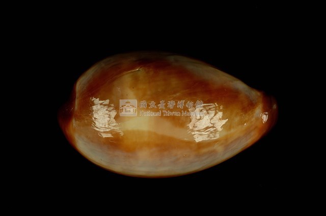 瑪瑙寶螺藏品圖，第1張