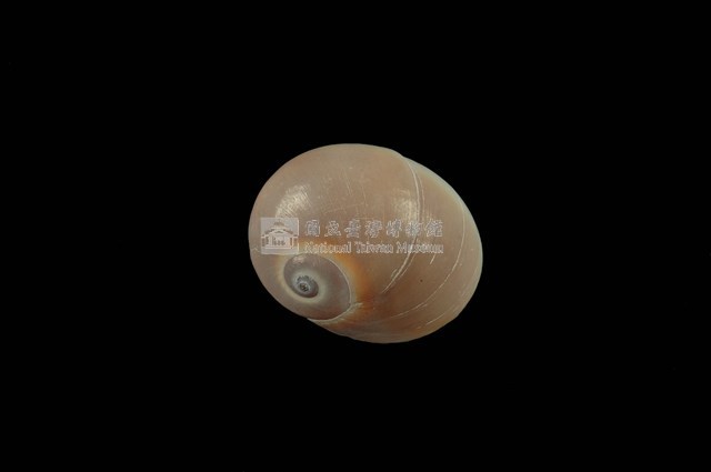 大玉螺藏品圖，第1張