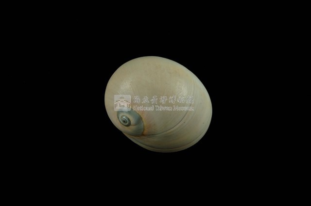 大玉螺藏品圖，第1張