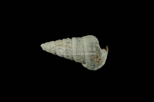 栓海蜷藏品圖，第1張