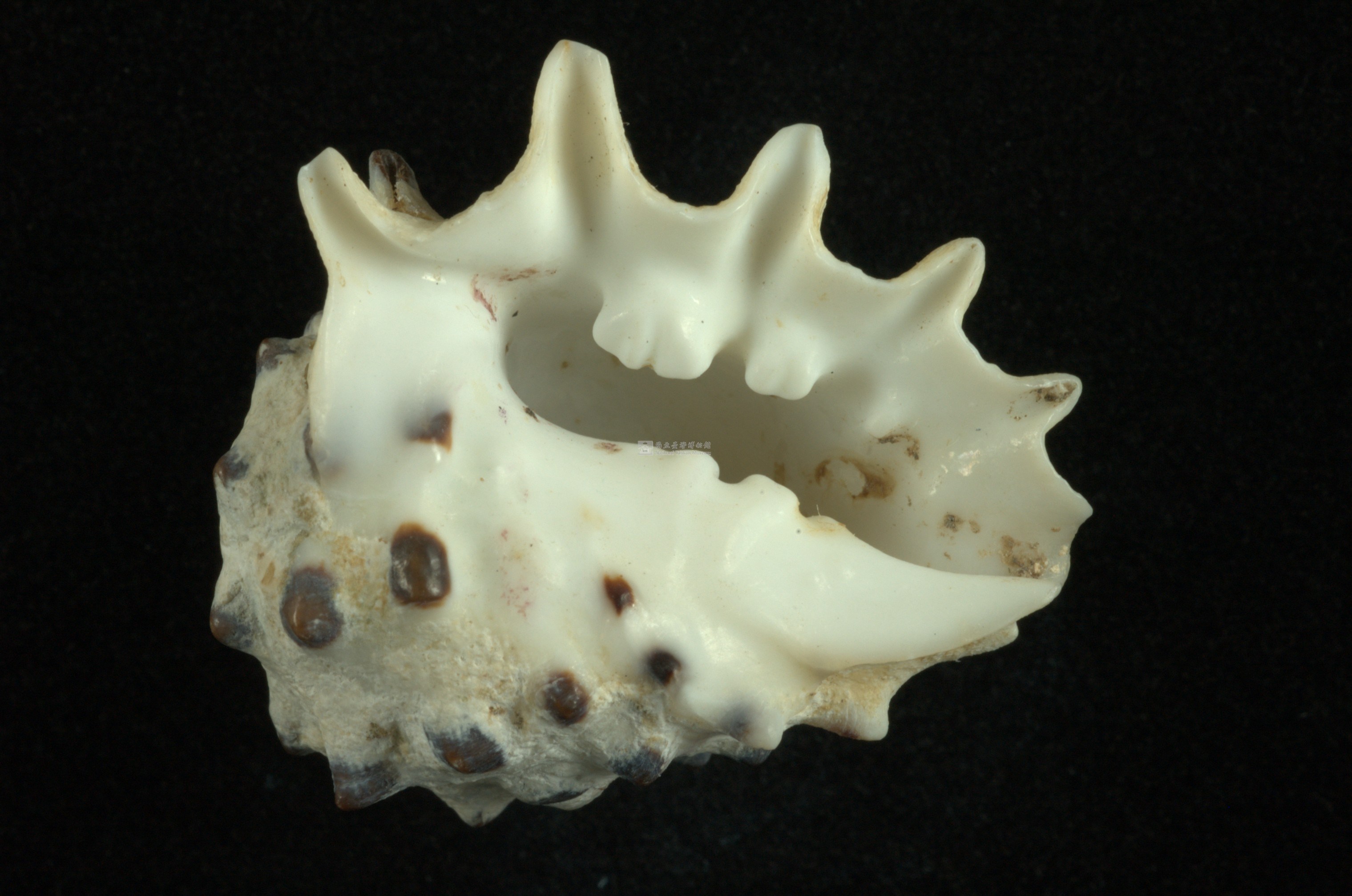 白齒岩螺藏品圖，第3張