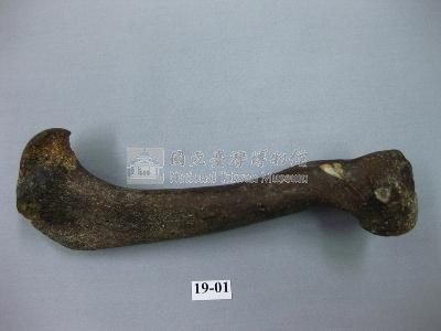 鬣狗肢骨藏品圖，第2張