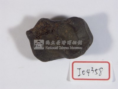 肉食類動物腕骨藏品圖，第2張