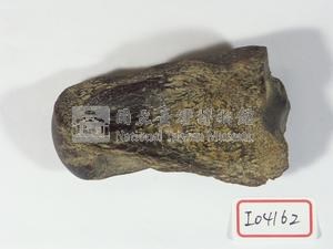 早坂犀牛指骨藏品圖，第2張
