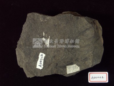 木化石藏品圖，第3張