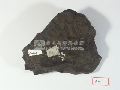 植物化石藏品圖，第3張
