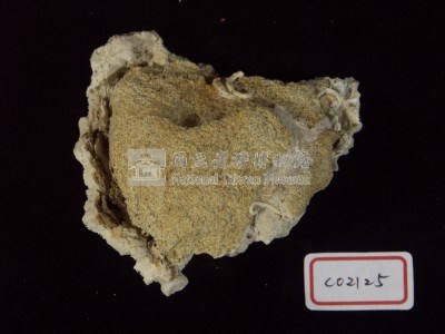珊瑚化石藏品圖，第3張