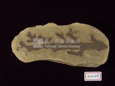 南洋杉類短葉杉屬藏品圖，第3張