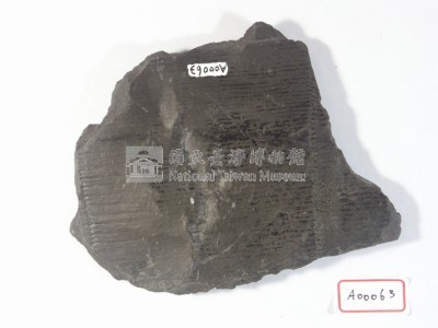 植物化石藏品圖，第3張