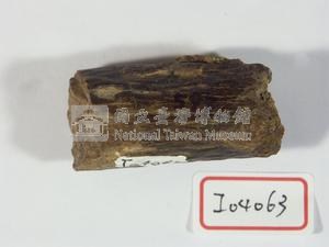 水鹿角化石藏品圖，第2張