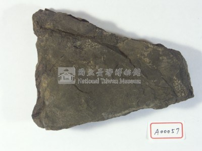 植物化石藏品圖，第3張