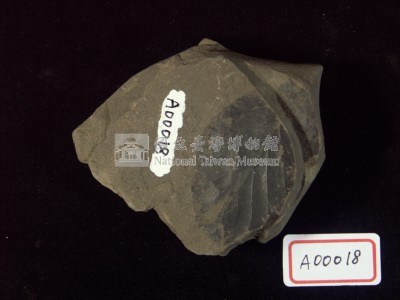 樹葉化石藏品圖，第3張