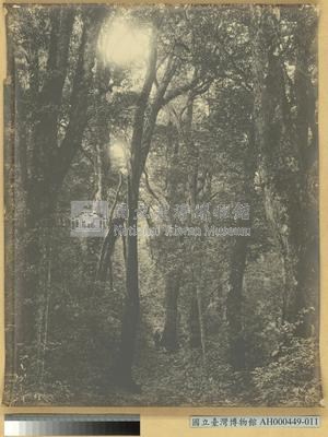 臺南州嘉義郡番地阿里山河合溪 (阿里山溪) 闊葉樹林藏品圖，第3張