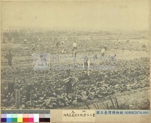 水尾蕃人公學校學生蔬菜栽培藏品圖，第1張