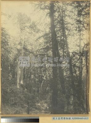 阿里山萬歲山扁柏林藏品圖，第3張