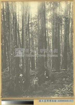 臺南州嘉義番地阿里山石鼓盤七千平之林相藏品圖，第3張