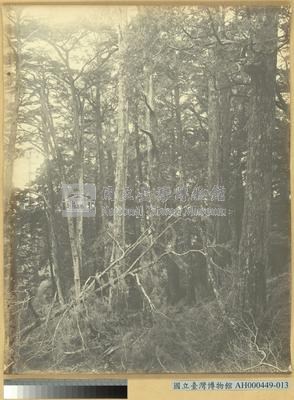 臺南嘉義郡番地阿里山石鼓盤溪梅峰的林相藏品圖，第3張