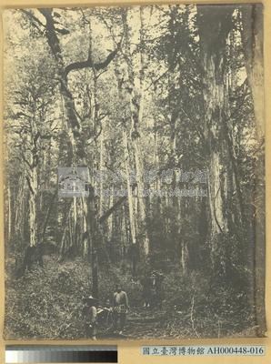 阿里山萬歲山扁柏林之景藏品圖，第2張