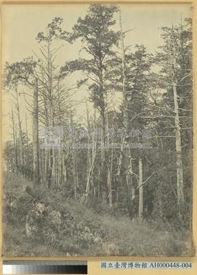 臺南州嘉義郡阿里山萬歲山森林原野之景藏品圖，第3張