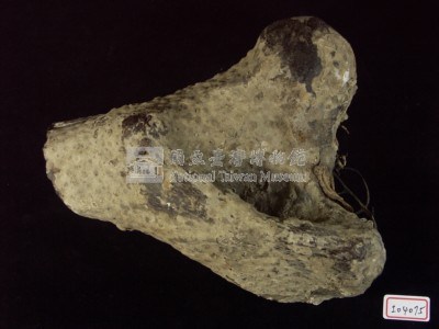 犀腿骨化石藏品圖，第2張