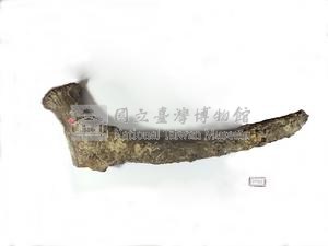 麋鹿角化石藏品圖，第2張