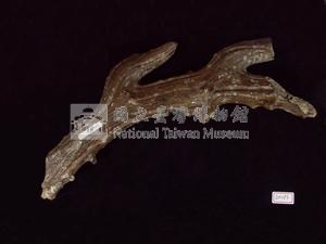 麋鹿角化石藏品圖，第2張
