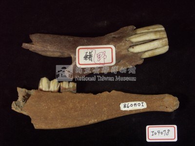 新竹花鹿下顎骨及野豬下頜骨化石藏品圖，第2張