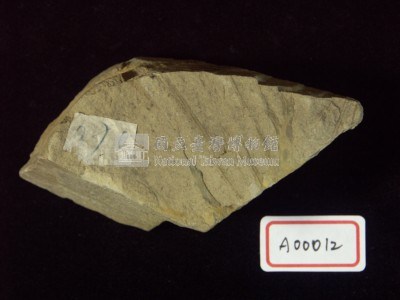 樹葉化石藏品圖，第2張