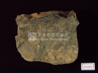 矽化木藏品圖，第2張
