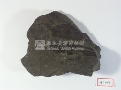 植物化石藏品圖，第2張