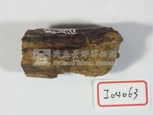 水鹿角化石藏品圖，第1張