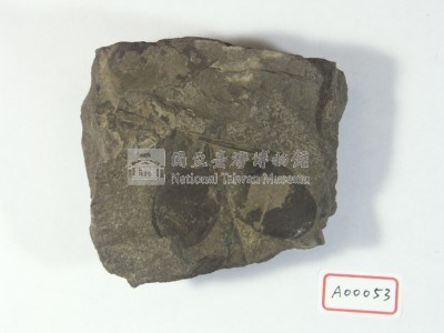 植物化石藏品圖，第2張