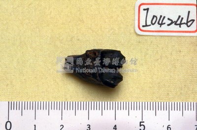鹿左上臼齒一枚藏品圖，第1張