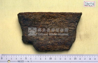 鯨化石骨片藏品圖，第1張