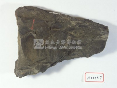 植物化石藏品圖，第2張