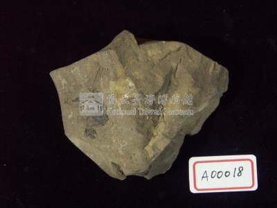 樹葉化石藏品圖，第2張