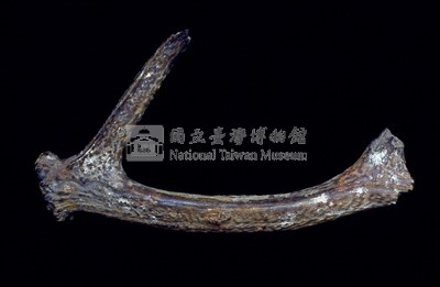 麋鹿角化石藏品圖，第1張