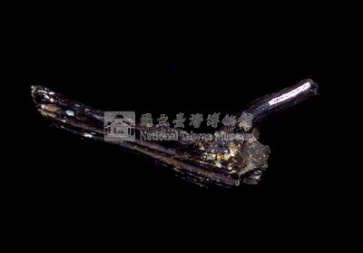 麋鹿角化石藏品圖，第1張