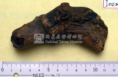 鹿角基部藏品圖，第1張