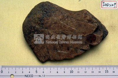 鯨魚肋骨藏品圖，第1張