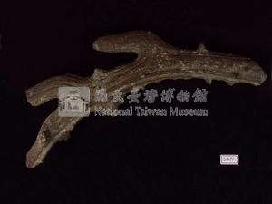 麋鹿角化石藏品圖，第1張
