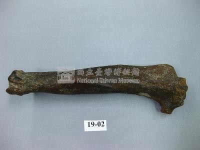 鬣狗肢骨藏品圖，第1張