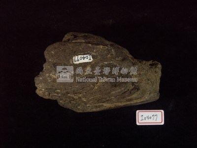 犀牛下顎骨化石藏品圖，第1張