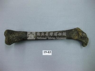 鬣狗肢骨藏品圖，第1張