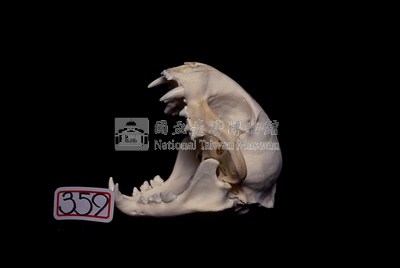 石虎頭骨藏品圖，第2張