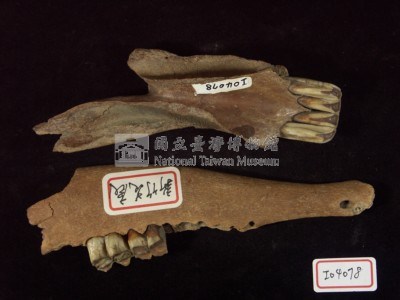 新竹花鹿下顎骨及野豬下頜骨化石藏品圖，第3張