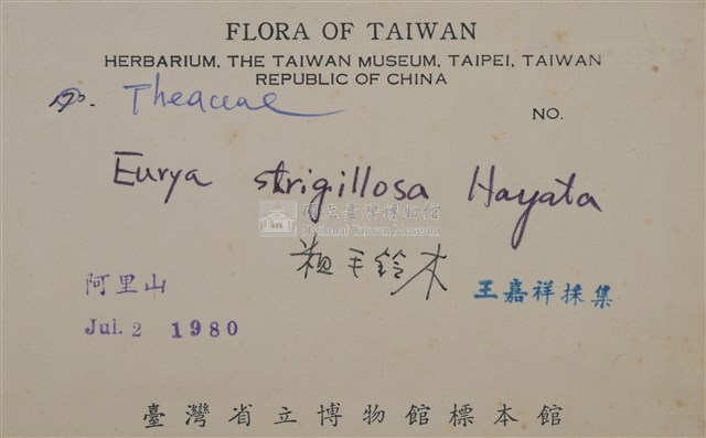 Eurya strigillosa Collection Image, Figure 2, Total 3 Figures