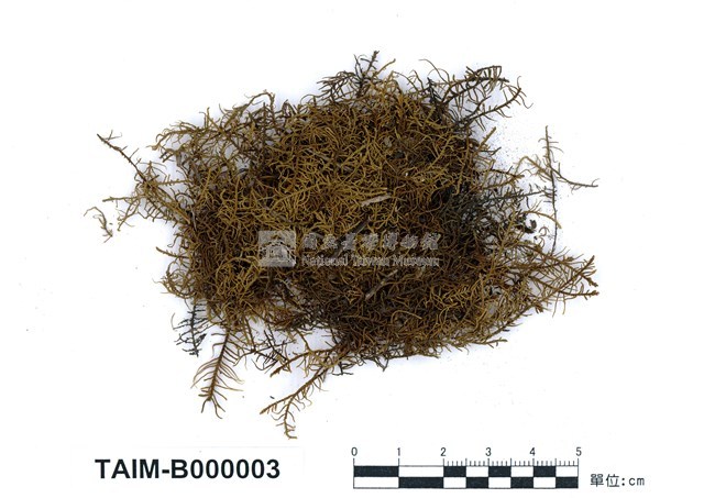 Abietinella abietina Collection Image, Figure 1, Total 10 Figures